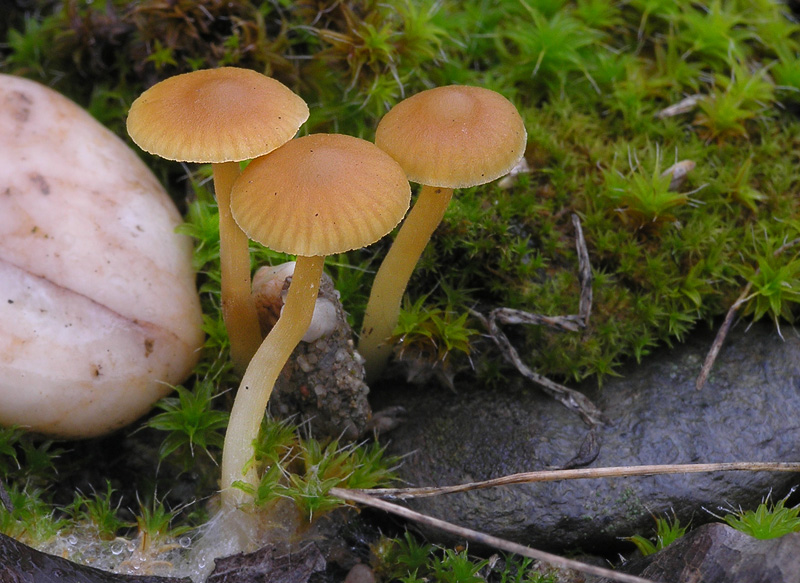 Galerina graminea